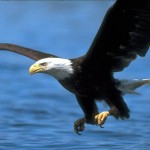 eagle-9D71DD8E22CE419AA71DB78D3C56576F