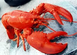 Lobster-images