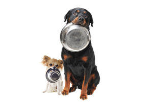 Dogs-Bowls in mouth-unnamed (1)