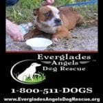 Everglades Angels Dog Rescue-20620885_1086391148157535_3234632456835675851_n