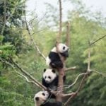 pandas-download