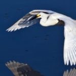Loxahatchee Art-SE_LWarley_Promo_Large
