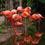 Flamingo Gardens-Tropical-Botanical-Garden-and-Everglades-Wildlife-Sanctuary-at-Flamingo-Gardens