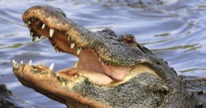 A close up of the mouth and teeth of an alligator.